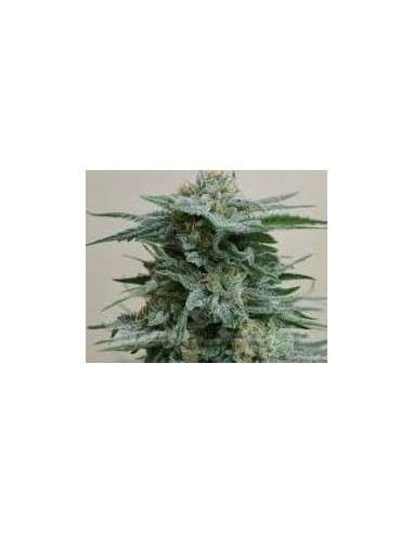 KALASHNIKOV SEEDS - AK Kush - 1