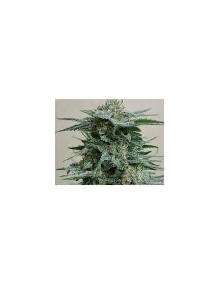 KALASHNIKOV SEEDS - AK Kush - 1