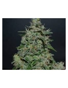 KALASHNIKOV SEEDS - AK Kush Express - 1