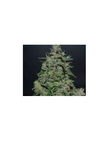 KALASHNIKOV SEEDS - AK Kush Express - 1