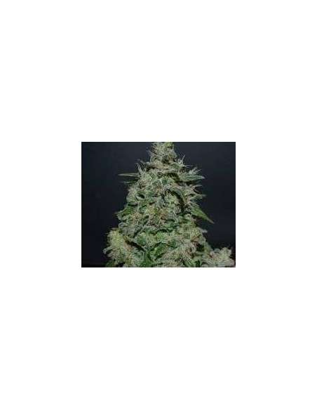 KALASHNIKOV SEEDS - AK Kush Express - 1