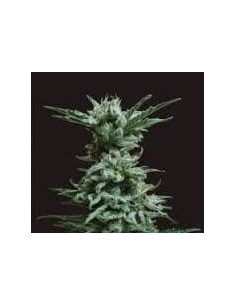KALASHNIKOV SEEDS - AK Skunk - 1