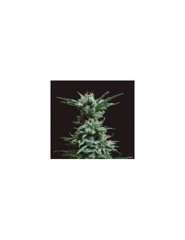 KALASHNIKOV SEEDS - AK Skunk - 1