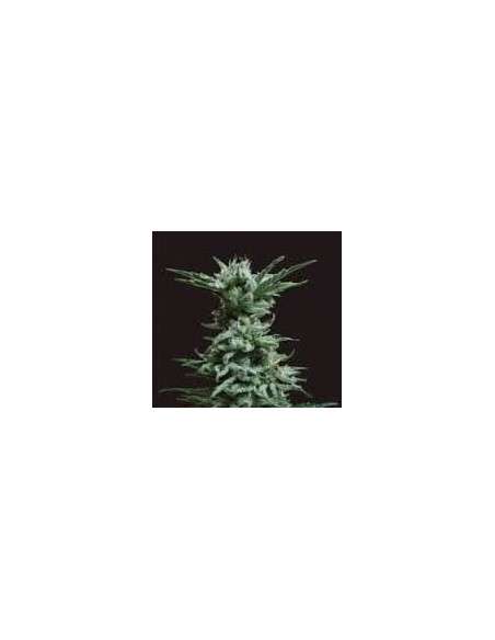 KALASHNIKOV SEEDS - AK Skunk - 1
