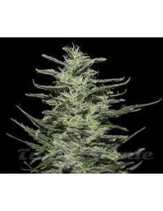 KALASHNIKOV SEEDS - Amnesia Molotov - 1