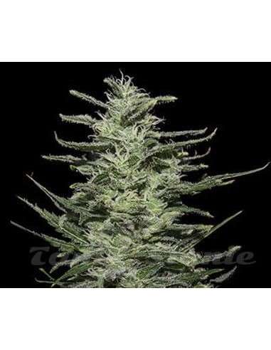 KALASHNIKOV SEEDS - Amnesia Molotov - 1