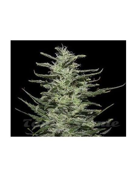 KALASHNIKOV SEEDS - Amnesia Molotov - 1