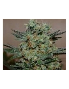 KALASHNIKOV SEEDS - Baikal Express - 1