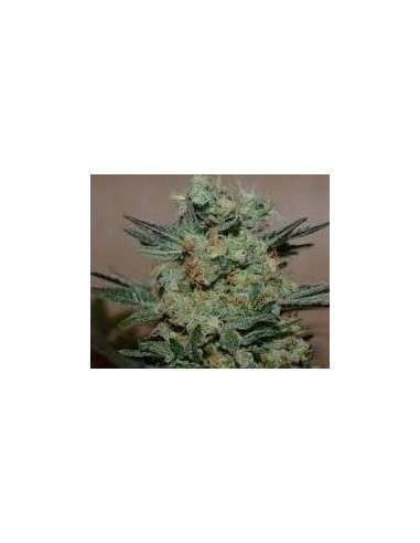 KALASHNIKOV SEEDS - Baikal Express - 1