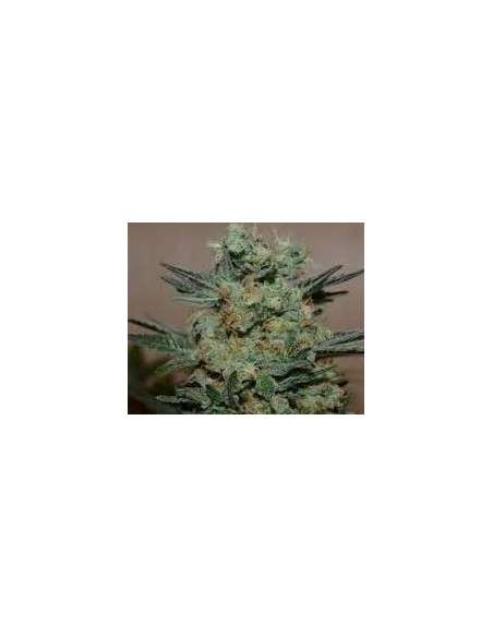 KALASHNIKOV SEEDS - Baikal Express - 1