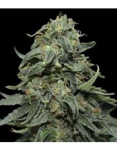 KALASHNIKOV SEEDS - Kabul Express - 1