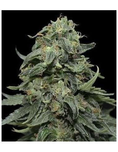 KALASHNIKOV SEEDS - Kabul Express - 1