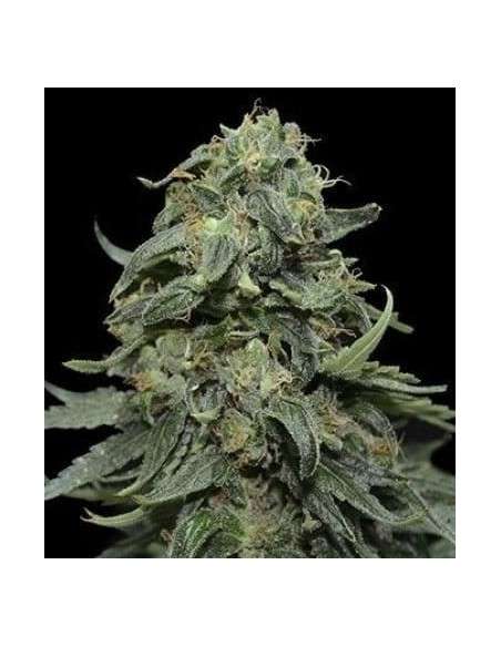 KALASHNIKOV SEEDS - Kabul Express - 1