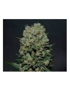 KALASHNIKOV SEEDS - Kalashnikov Express - 1