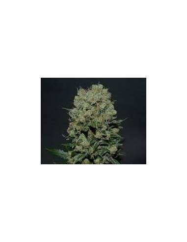 KALASHNIKOV SEEDS - Kalashnikov Express - 1
