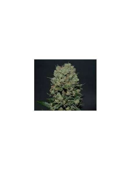KALASHNIKOV SEEDS - Kalashnikov Express - 1