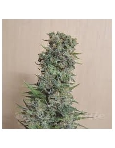 KALASHNIKOV SEEDS - Kalashnikov Original - 1