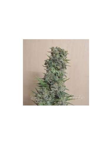 KALASHNIKOV SEEDS - Kalashnikov Original - 1