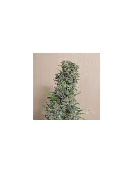 KALASHNIKOV SEEDS - Kalashnikov Original - 1