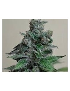 KALASHNIKOV SEEDS - Moscow Blueberry - 1