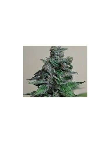 KALASHNIKOV SEEDS - Moscow Blueberry - 1
