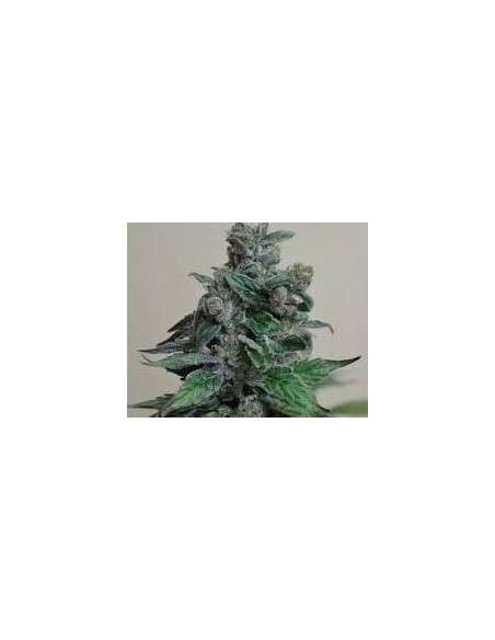 KALASHNIKOV SEEDS - Moscow Blueberry - 1