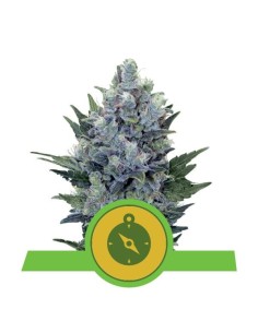 ROYAL QUEEN SEEDS - Northern Light Automatic - 1