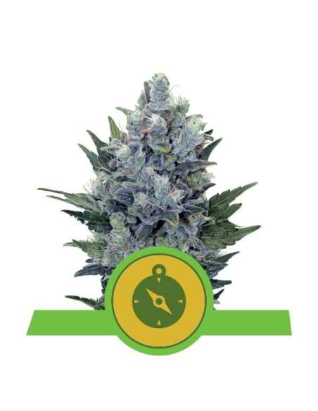 ROYAL QUEEN SEEDS - Northern Light Automatic - 1