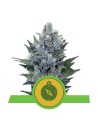 ROYAL QUEEN SEEDS - Northern Light Automatic - 1