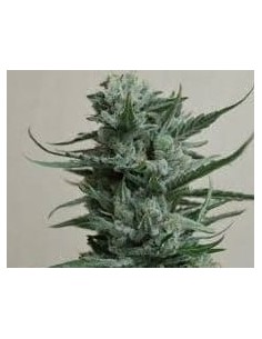 KALASHNIKOV SEEDS - Siberian Haze - 1