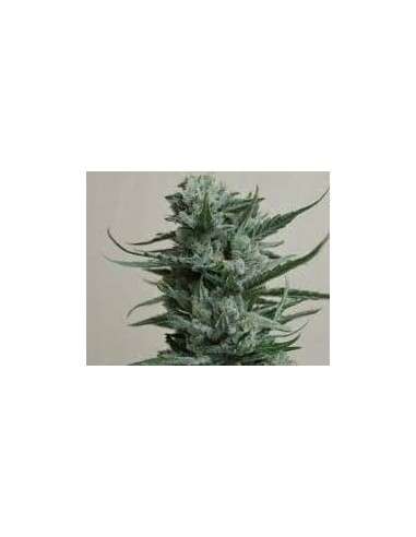KALASHNIKOV SEEDS - Siberian Haze - 1