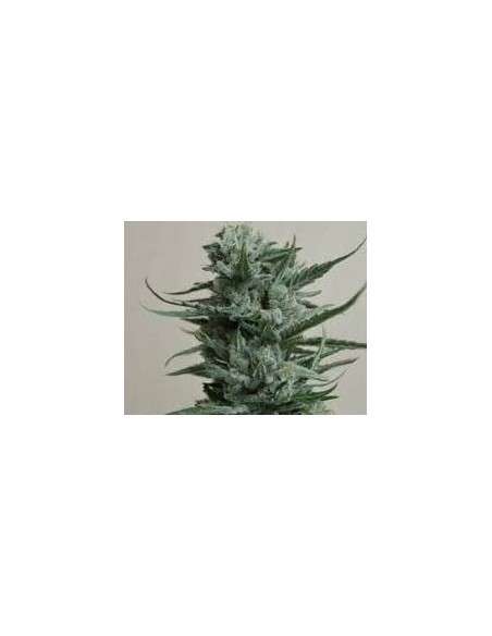 KALASHNIKOV SEEDS - Siberian Haze - 1