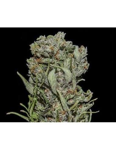 KALASHNIKOV SEEDS - White Critical Express - 1