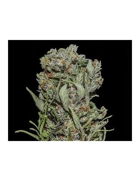 KALASHNIKOV SEEDS - White Critical Express - 1
