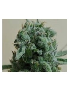 KALASHNIKOV SEEDS - White Widow 47 - 1