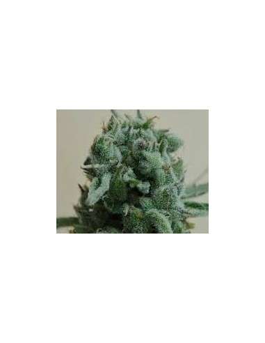 KALASHNIKOV SEEDS - White Widow 47 - 1