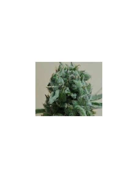 KALASHNIKOV SEEDS - White Widow 47 - 1