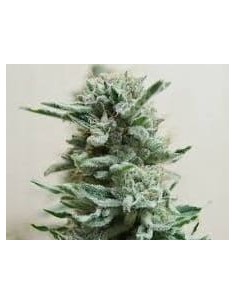KALASHNIKOV SEEDS - AK Skunk Auto - 1