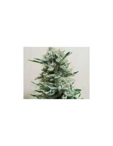 KALASHNIKOV SEEDS - AK Skunk Auto - 1