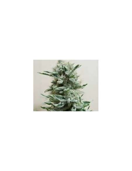 KALASHNIKOV SEEDS - AK Skunk Auto - 1