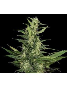 KALASHNIKOV SEEDS - Amur Giant Auto - 1