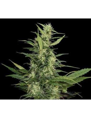 KALASHNIKOV SEEDS - Amur Giant Auto - 1
