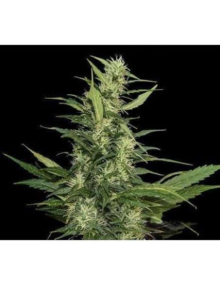 KALASHNIKOV SEEDS - Amur Giant Auto - 1