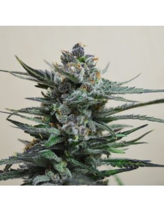 KALASHNIKOV SEEDS - Blue Acid Auto - 1