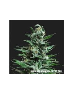 KALASHNIKOV SEEDS - Moscow Blueberry Auto - 1