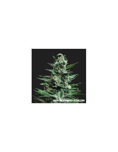 KALASHNIKOV SEEDS - Moscow Blueberry Auto - 1