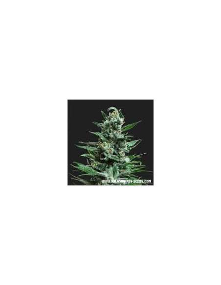 KALASHNIKOV SEEDS - Moscow Blueberry Auto - 1