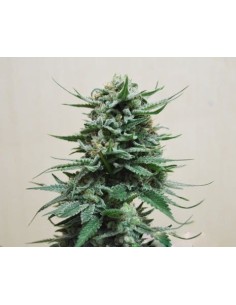 KALASHNIKOV SEEDS - Northern Russian Auto - 1