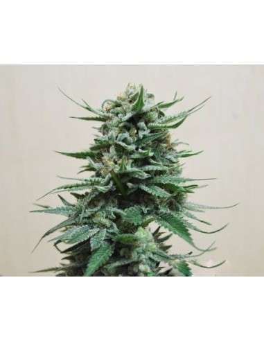 KALASHNIKOV SEEDS - Northern Russian Auto - 1
