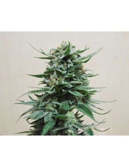 KALASHNIKOV SEEDS - Northern Russian Auto - 1